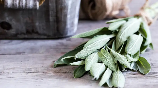 Hot, flashes:, what, the, benefits, of, sage?